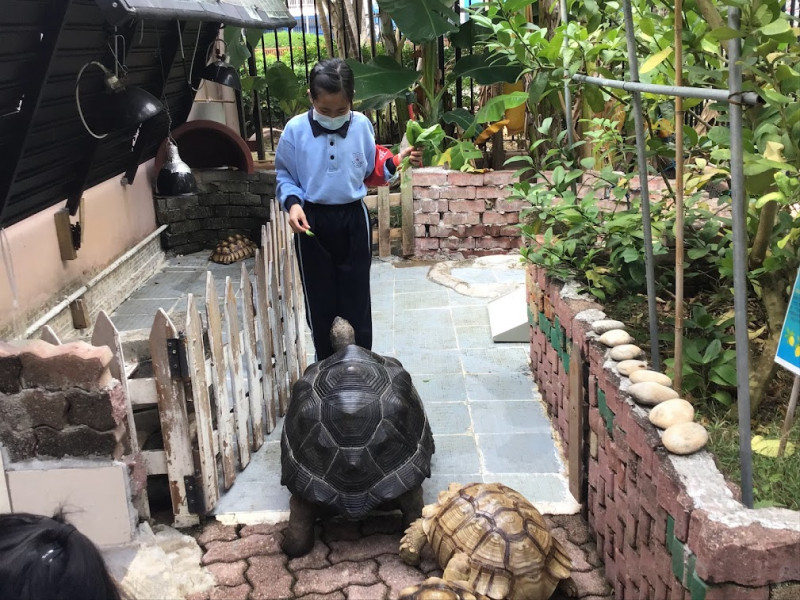 阿達伯拉象龜跟生態園大使差不多大呢