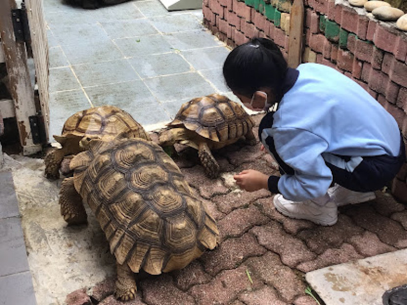 生態園大使將從友校收割得來的耙齒蘿蔔葉分享給陸龜，真有愛呢!