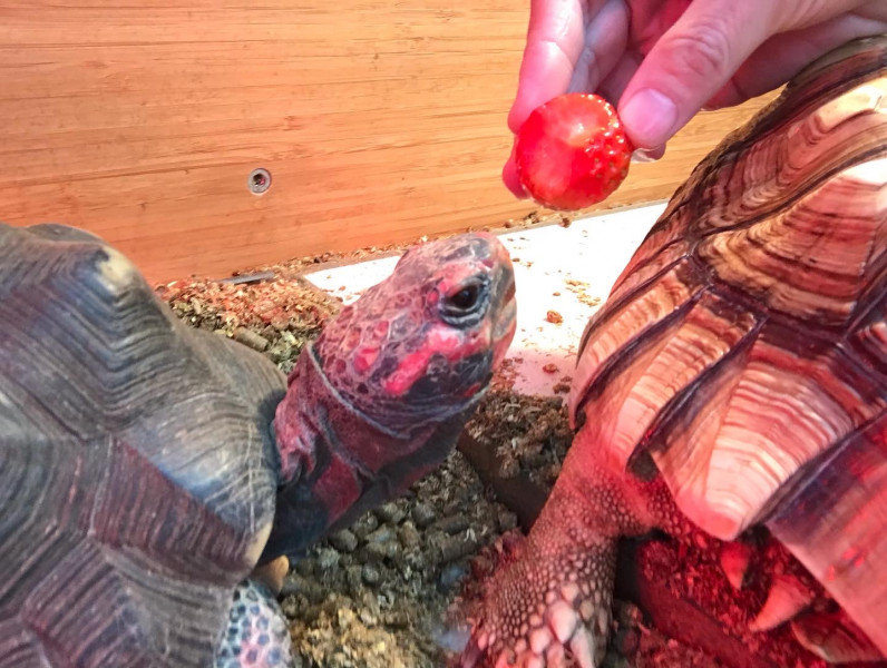 看看龜龜在吃甚麼？