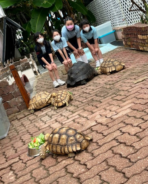 同學們每日都會到生態園照顧龜龜